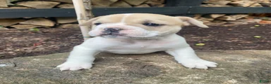 Lulu