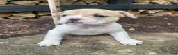 Mixed Breed dogs for sale: Lulu - Ad 1