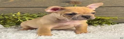 French Bulldog dogs for sale: Chase - Ad 7