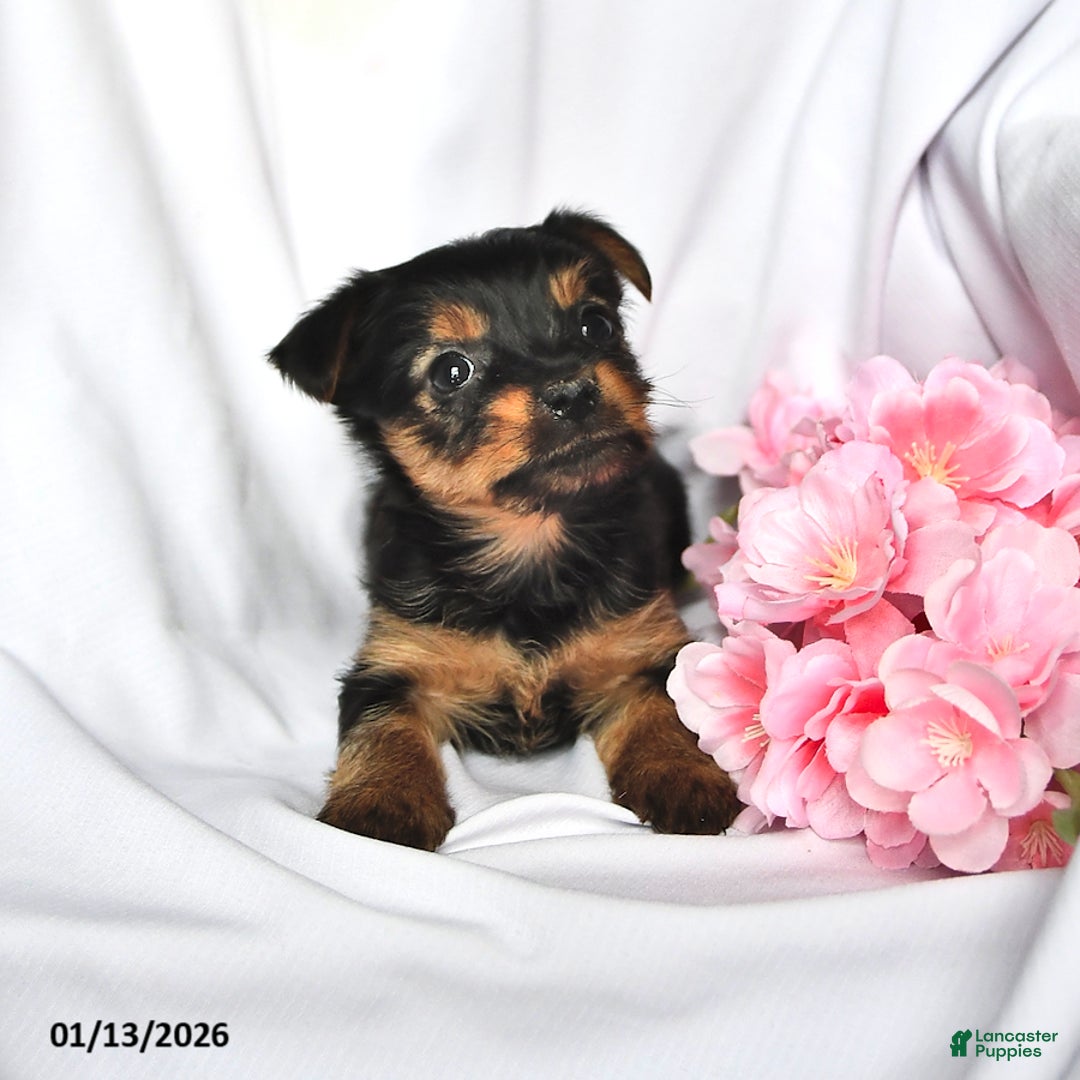 Yorkshire Terrier dogs for sale: Hannah - Ad 4