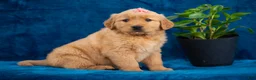 Golden Retriever dogs for sale: Tammy - Ad 6