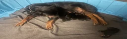 Rottweiler dogs for sale: Rottweiler 2 - Ad 8
