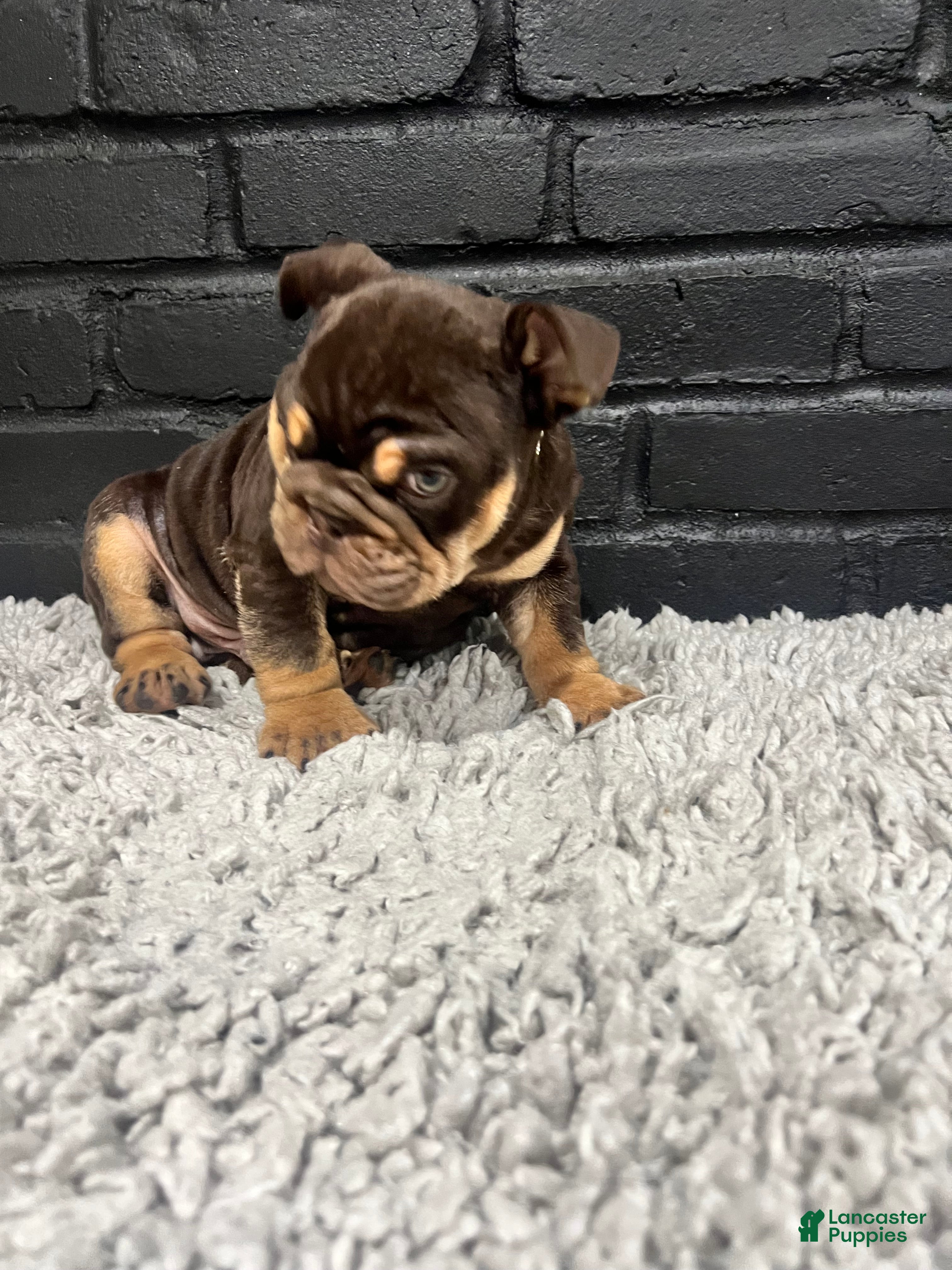 English Bulldog dogs Gravy - Ad 2