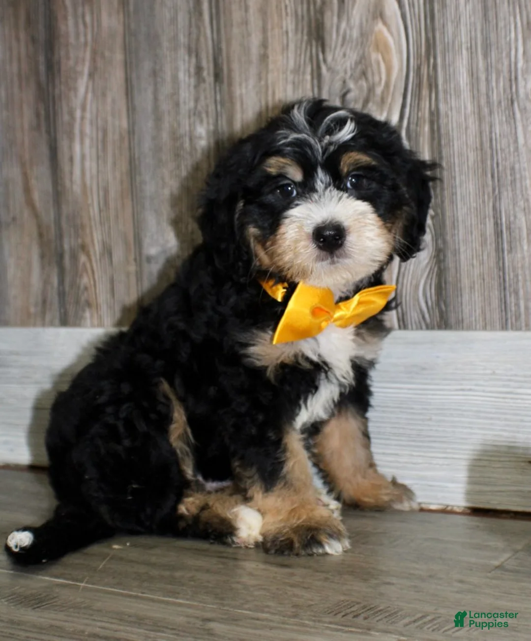 Mini Bernedoodle dogs for sale: Sarge - Ad 4