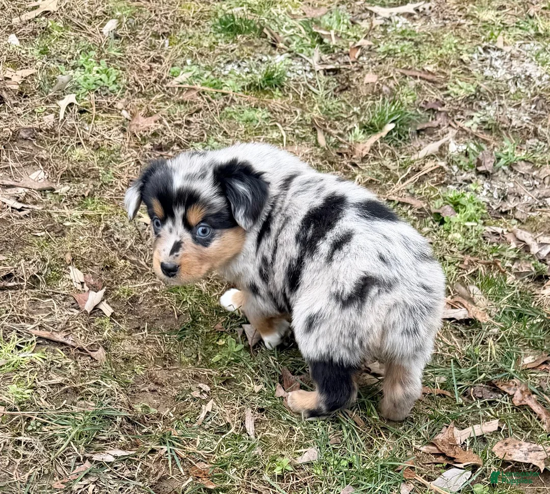 Australian Shepherd dogs for sale: Rex - Ad 6