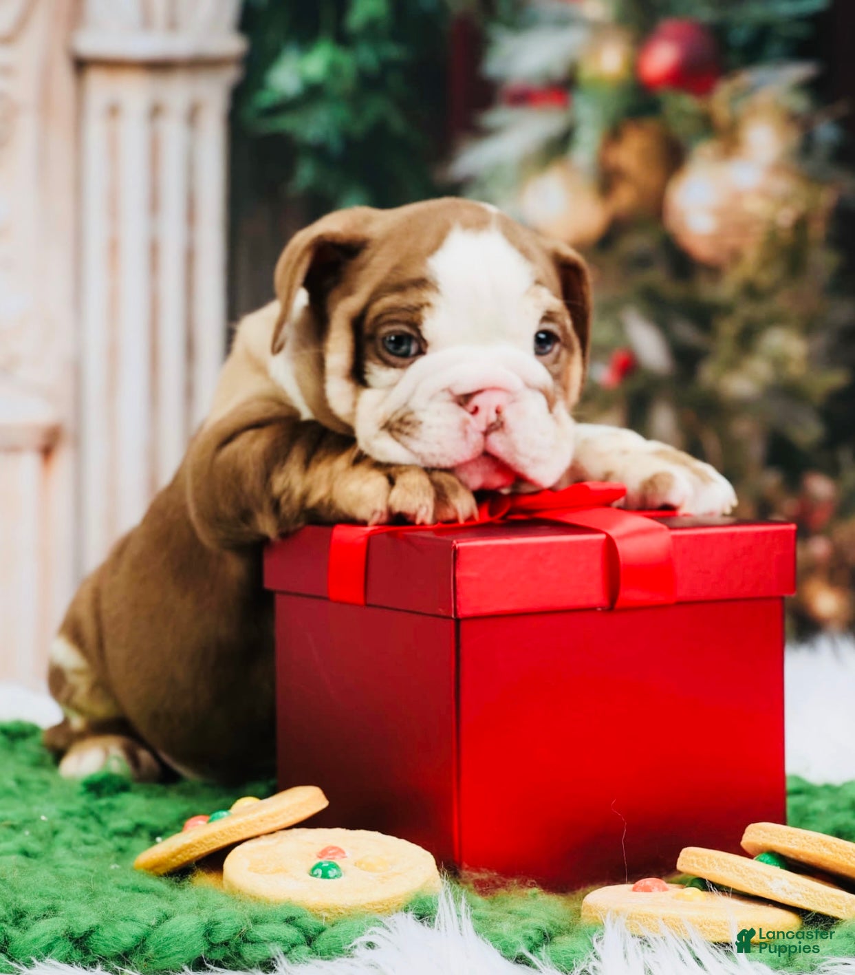 English Bulldog dogs English Bulldog Puppy 6 - Ad 13