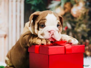 English Bulldog dogs English Bulldog Puppy 6 - Ad 38