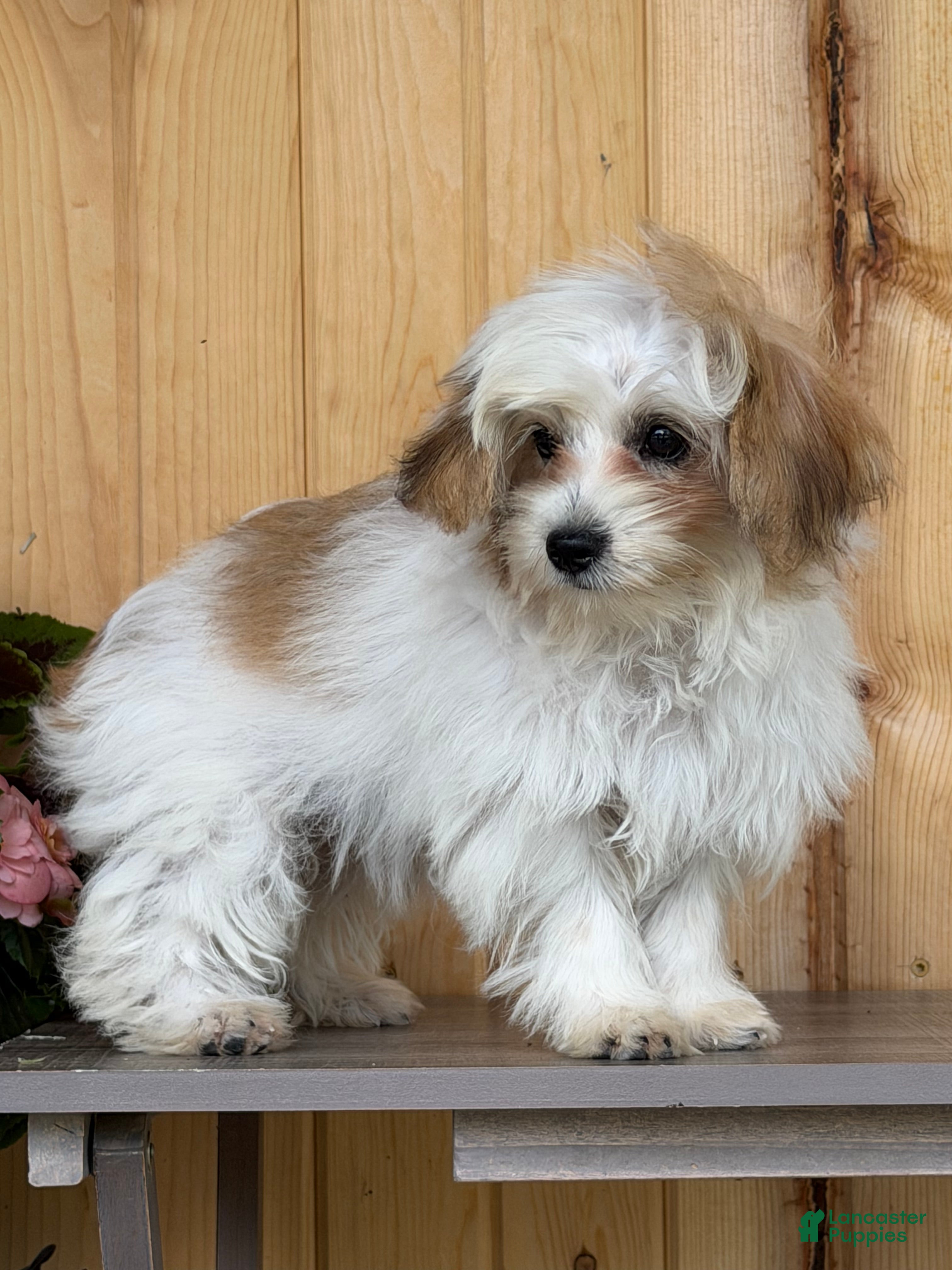Morkie dogs Wiggles - Ad 1