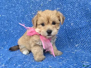 Morkie dogs Ivy - Ad 7