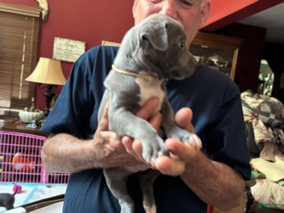 American Pit Bull Terrier dogs for sale: Sage - Ad 2