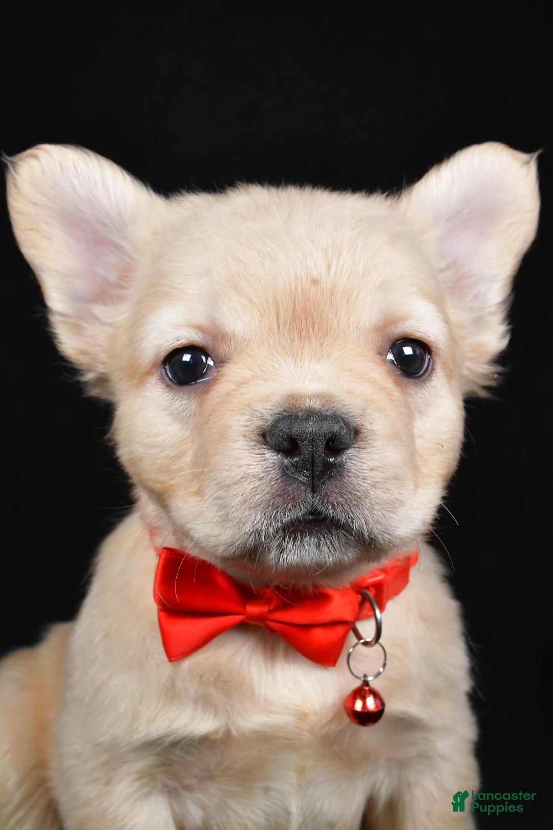 French Bulldog dogs for sale: Maverick  - Ad 5