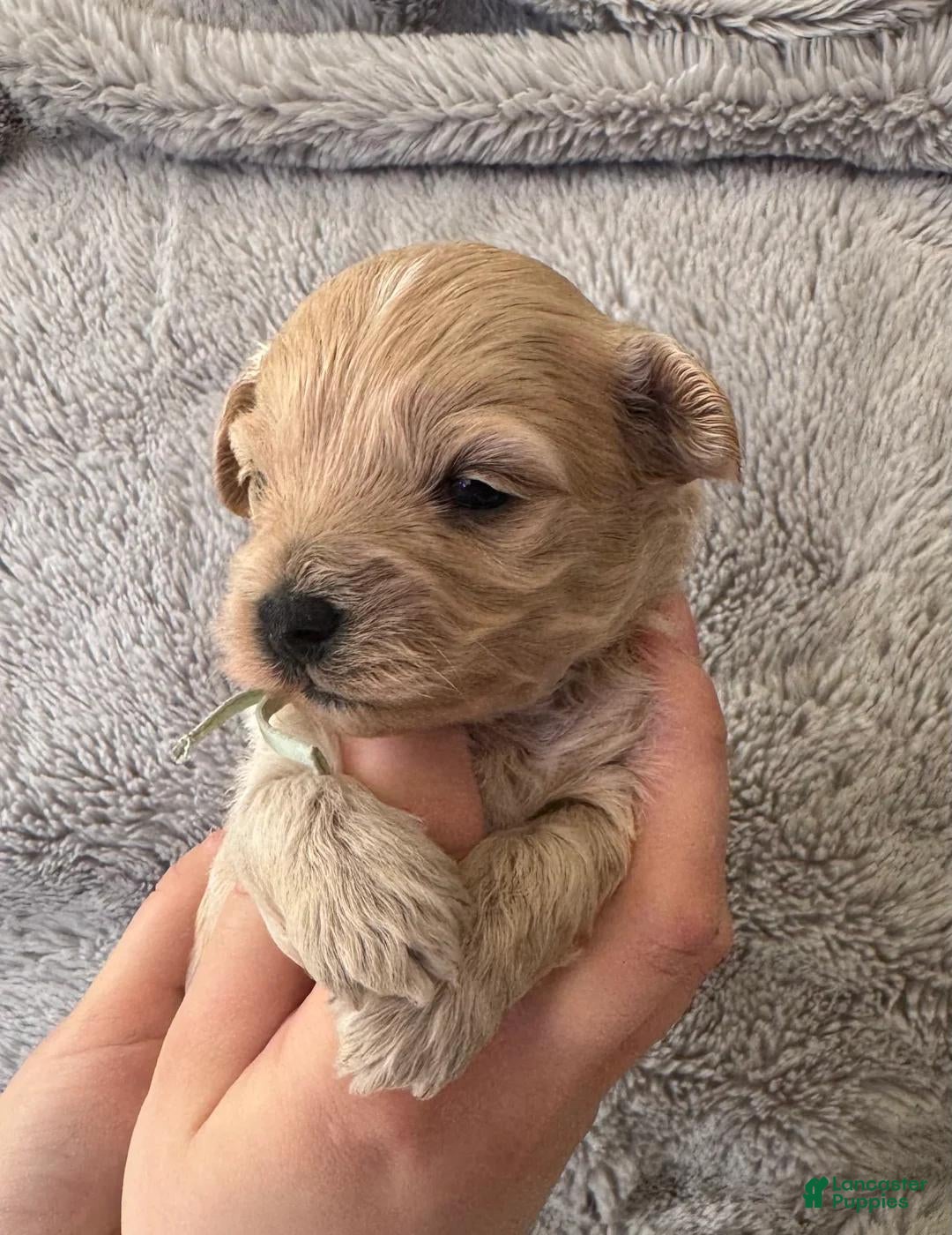 Maltipoo dogs Bella - Ad 19