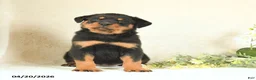 Rottweiler dogs for sale: Cupcake - Ad 3