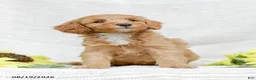 Mini Goldendoodle dogs for sale: Landon - Ad 6