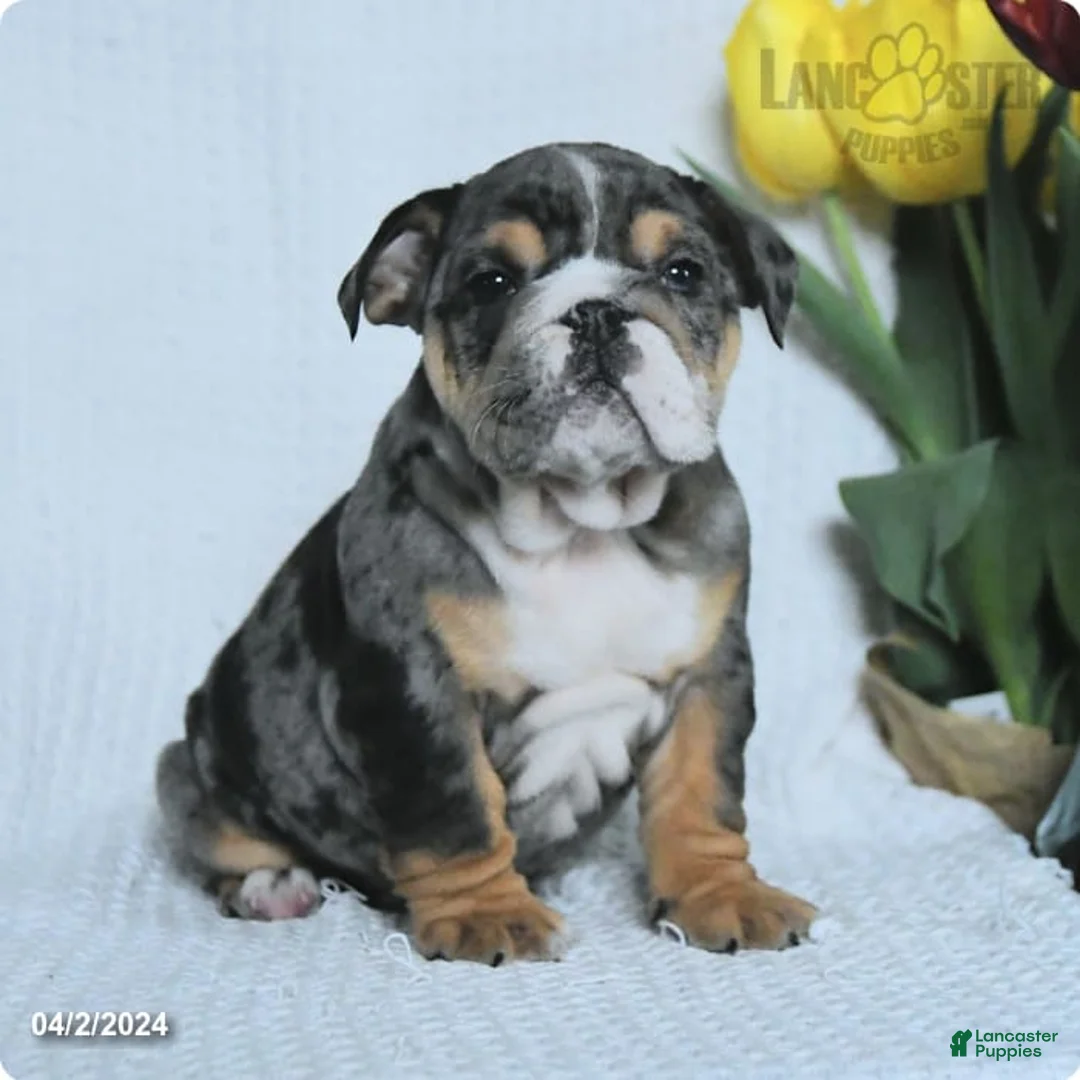 Gallery Image {{count}}