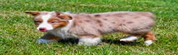 Miniature Australian Shepherd dogs for sale: Noah - Ad 4