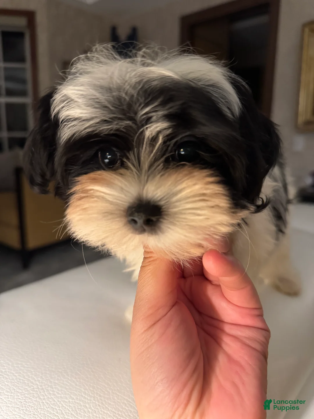 Morkie dogs for sale: Arlo - Ad 6