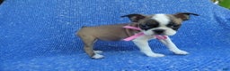 Boston Terrier dogs for sale: Beth - Ad 1