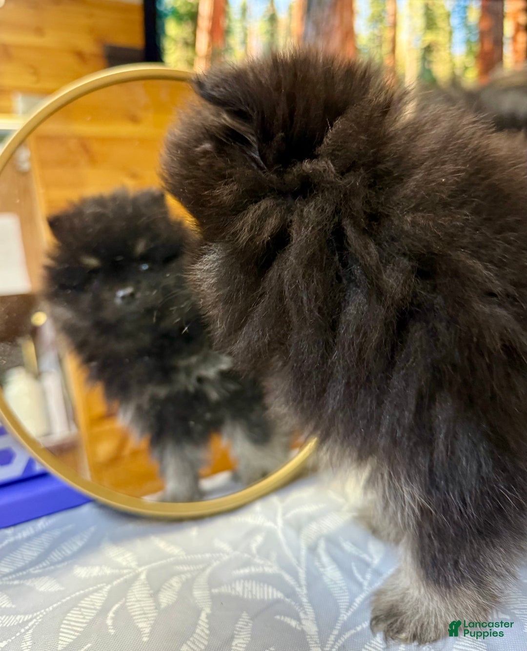 Pomeranian dogs for sale: CHACHI Pomeranian  - Ad 10