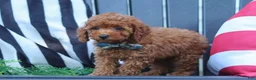 Miniature Poodle dogs for sale: Greyson - Ad 3