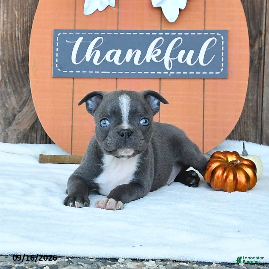Boston Terrier dogs Avalanche - Ad 2