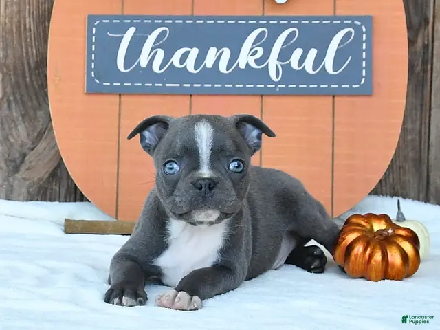 Boston Terrier dogs for sale: Avalanche - Ad 2
