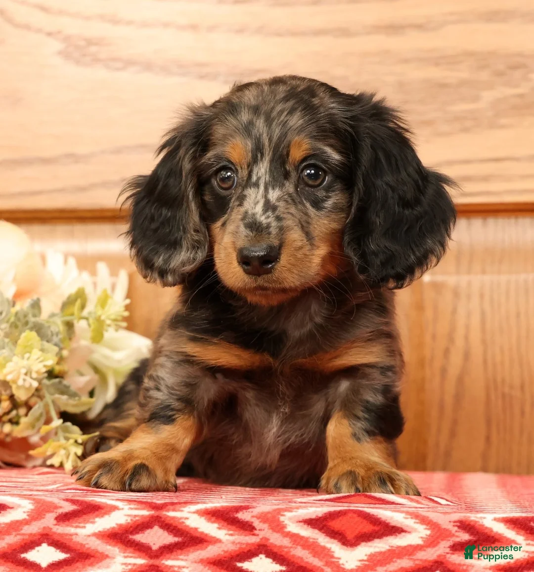 Miniature Dachshund dogs for sale: Tanner - Ad 2
