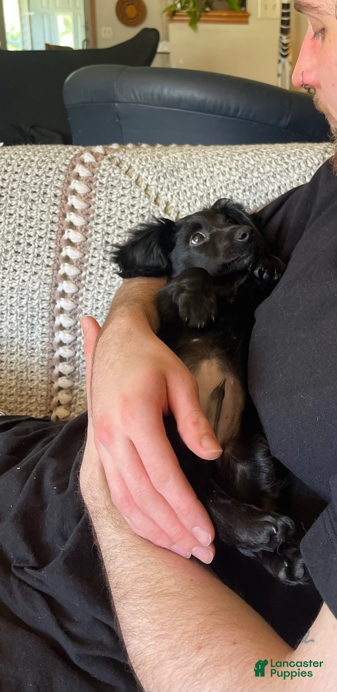Miniature Dachshund dogs for sale: Miniature Dachshund Puppy 1 - Ad 1