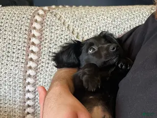 Miniature Dachshund dogs Miniature Dachshund Puppy 1 - Ad 32