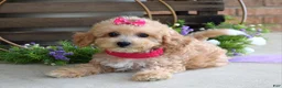 Maltipoo dogs for sale: Everly - Ad 4