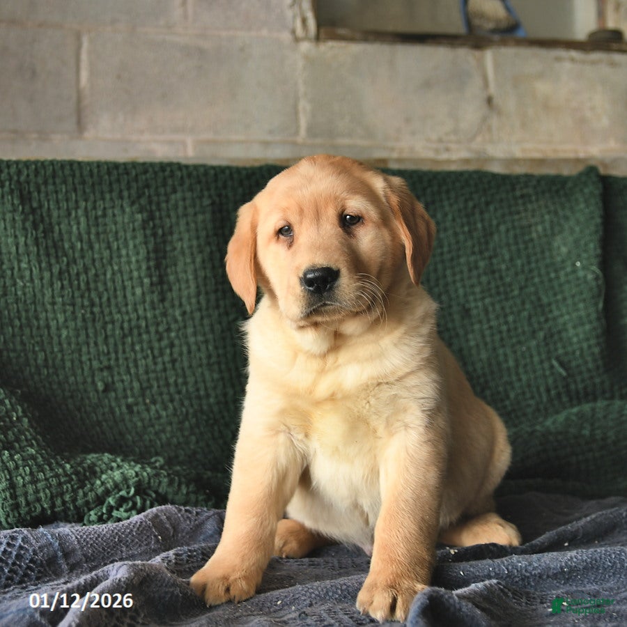 Goldador dogs Sven  - Ad 10