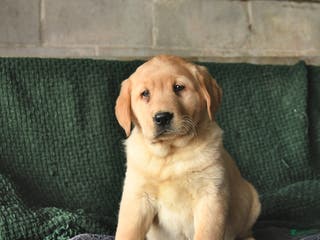 Goldador dogs Sven - Ad 10