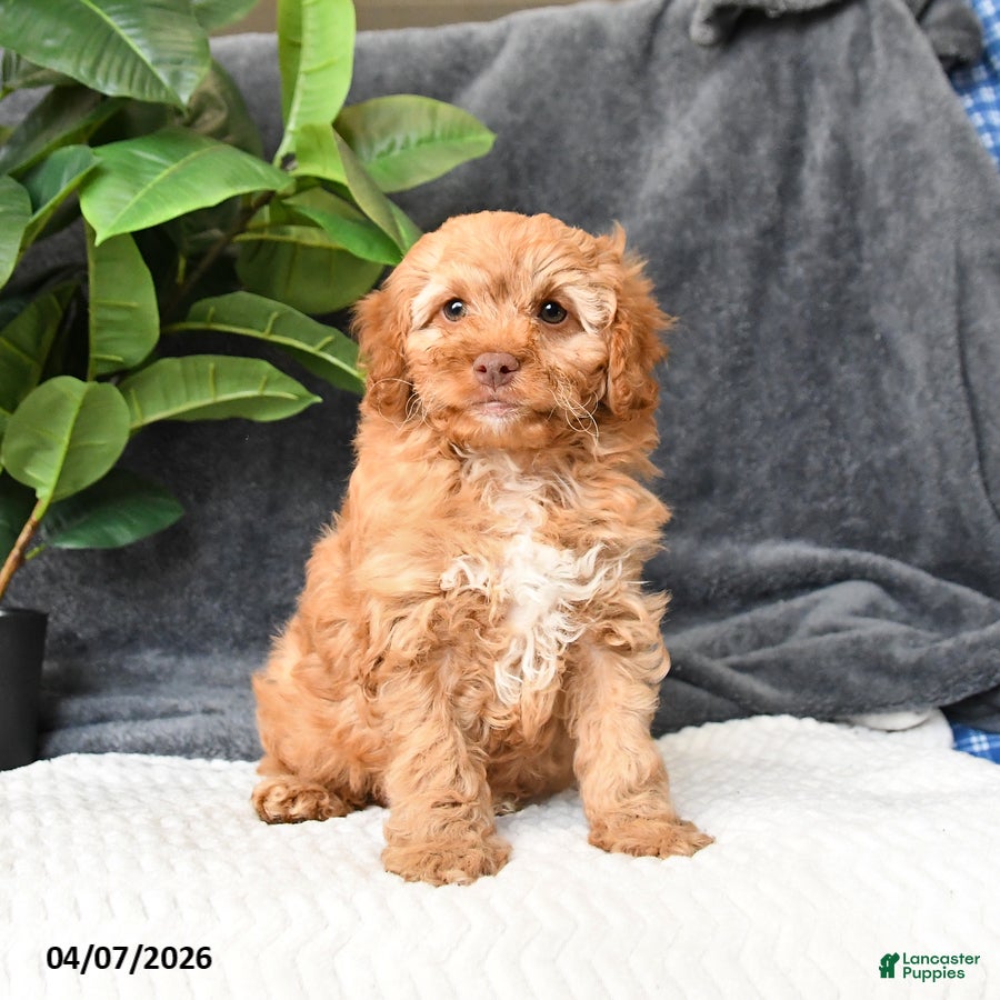 Cavapoo dogs Bailey - Ad 2