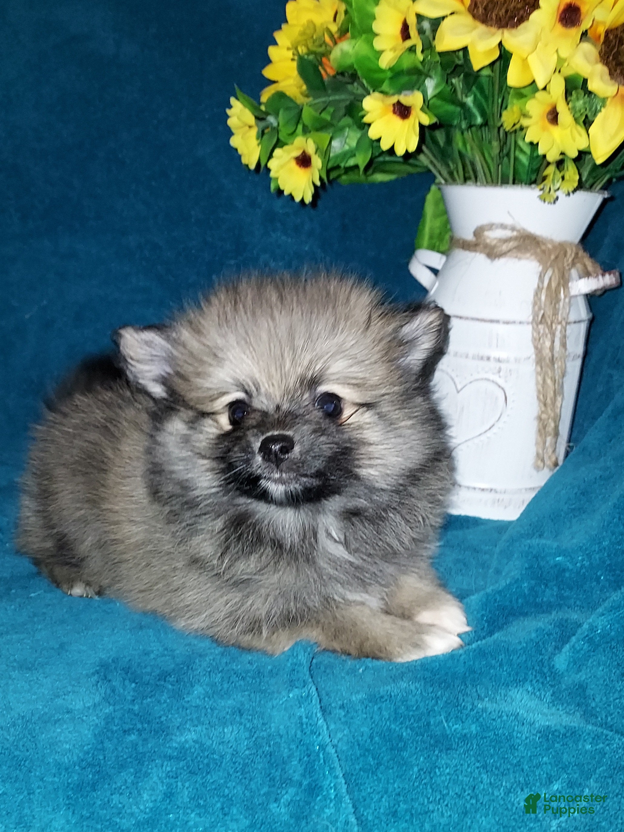 Pomeranian dogs Freddy - Ad 2