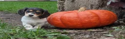 Miniature Dachshund dogs for sale: Ember - Ad 2