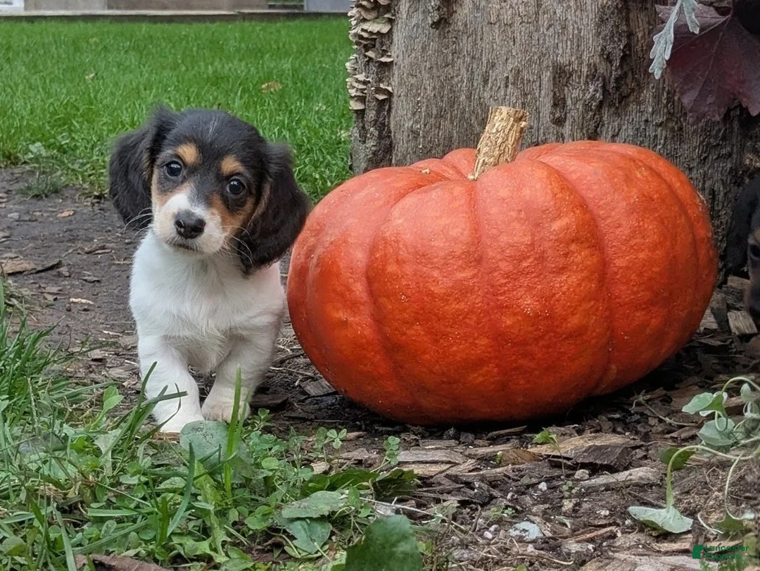 Miniature Dachshund dogs for sale: Ember - Ad 2