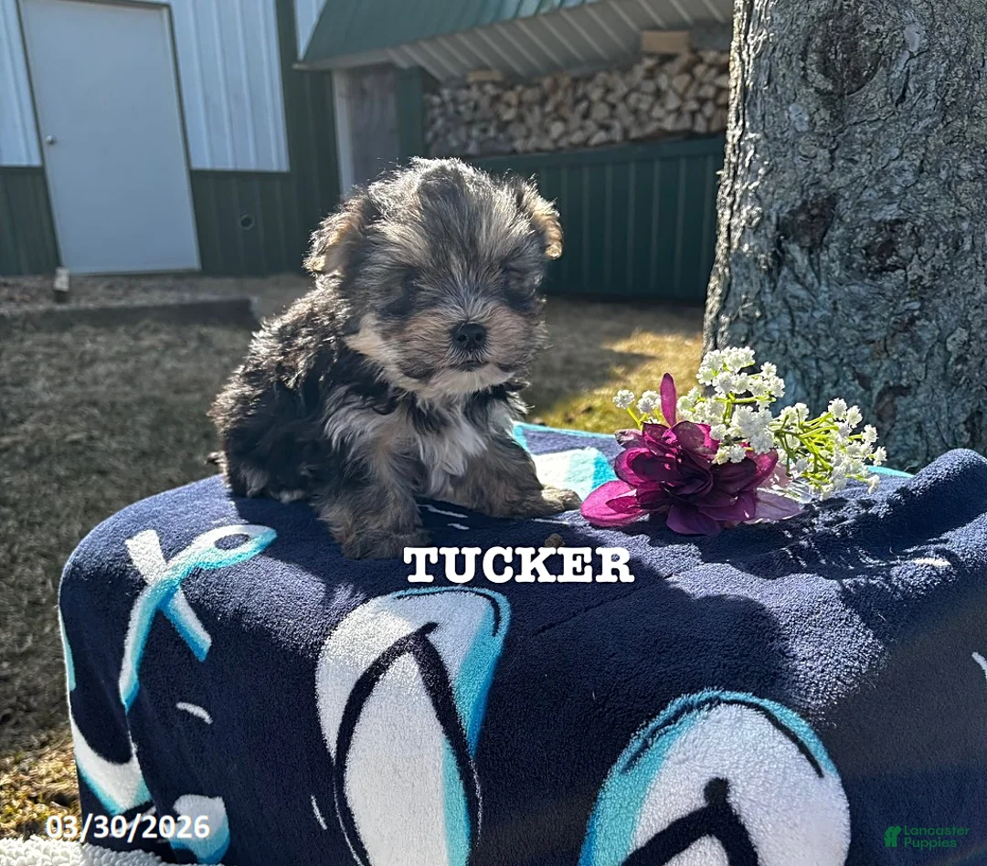 Morkie dogs for sale: Tucker - Ad 4