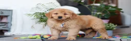 Golden Retriever dogs for sale: Smoker - Ad 2