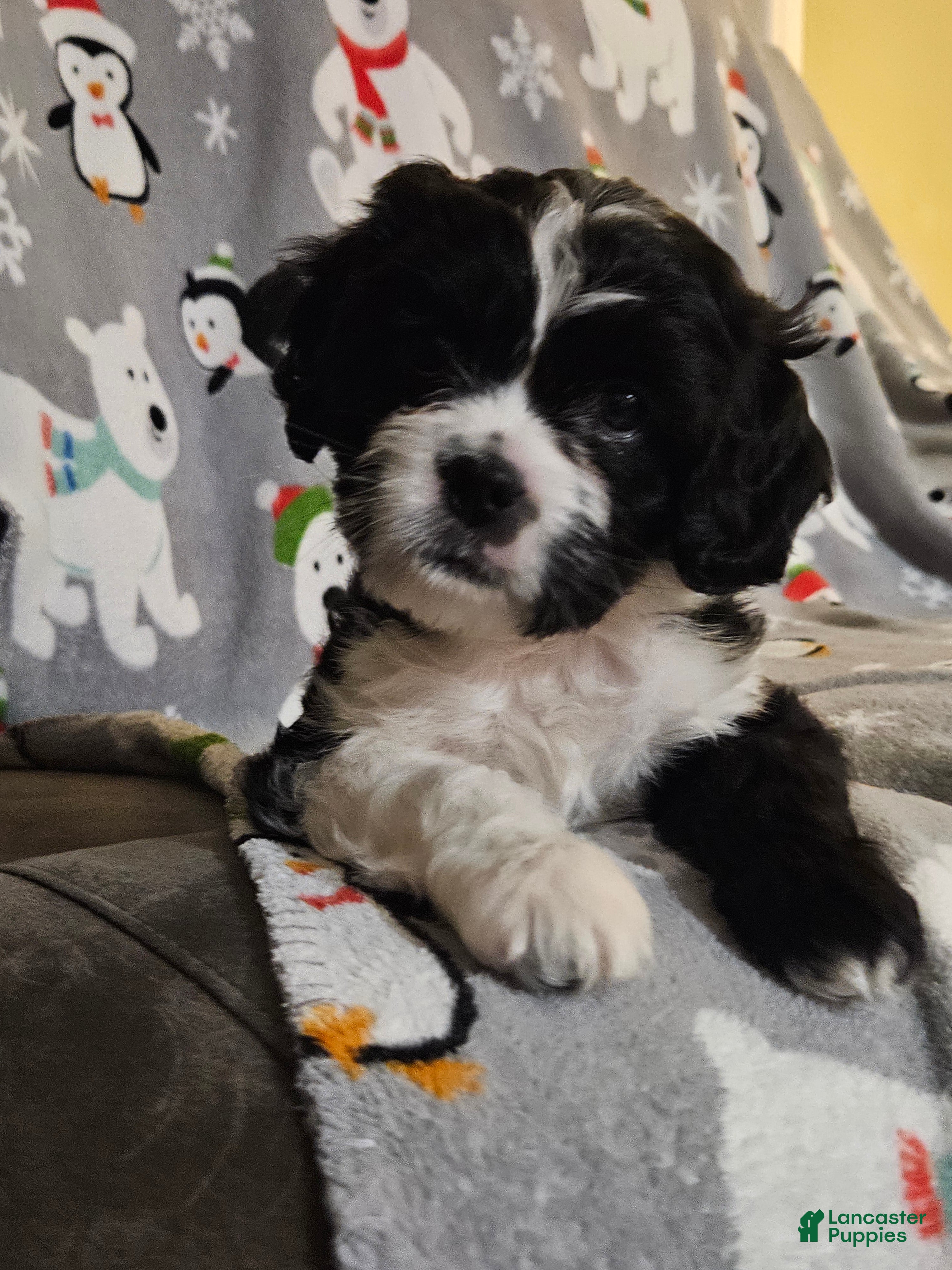 Mixed Breed dogs Cookie - Ad 6