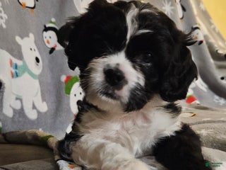 Mixed Breed dogs Cookie - Ad 23