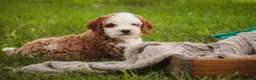 Cavapoo dogs for sale: Larry Cavapoo  - Ad 11