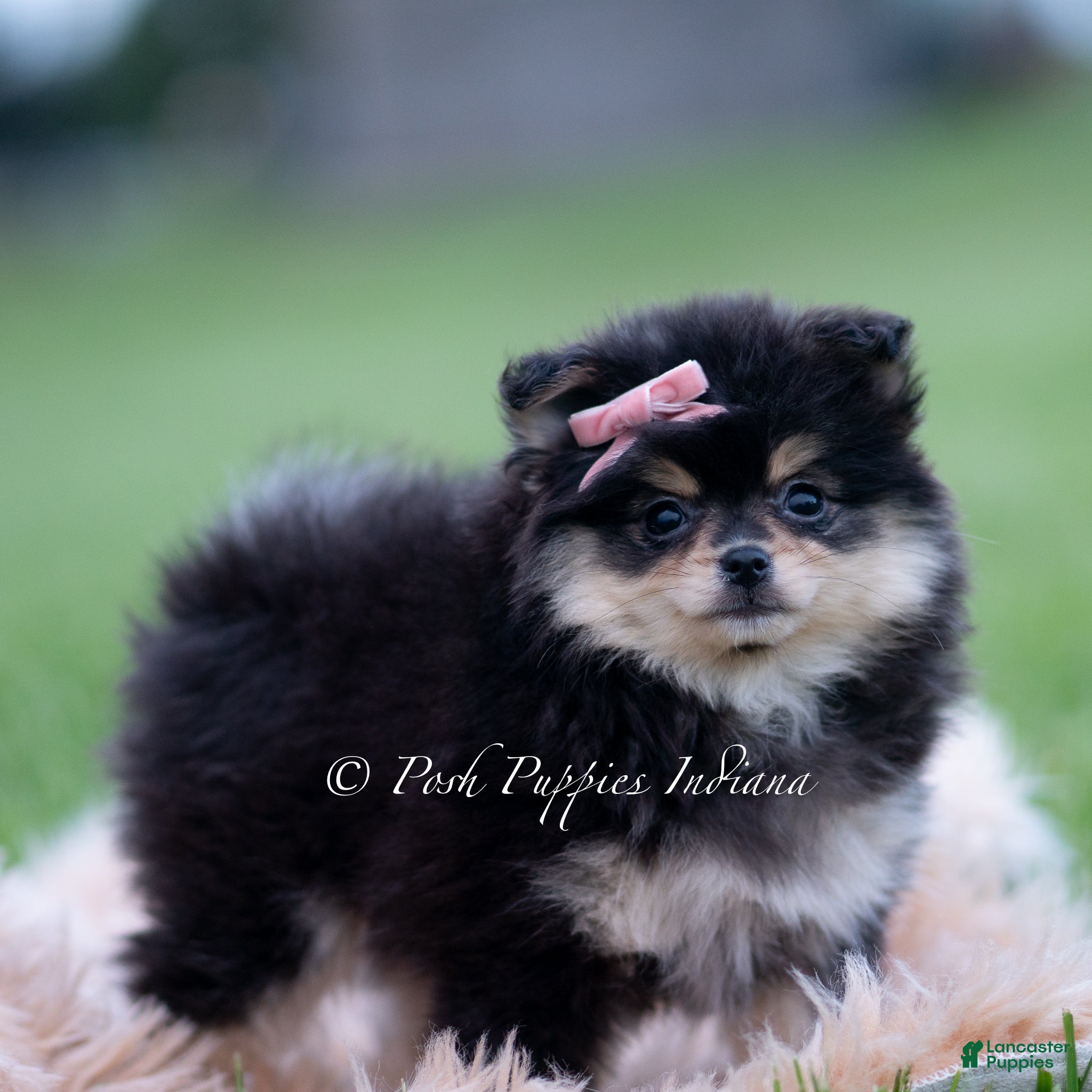Pomeranian dogs Ashley - Ad 19