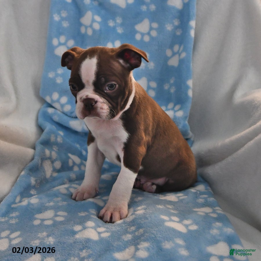 Boston Terrier dogs Jimmy - Ad 2