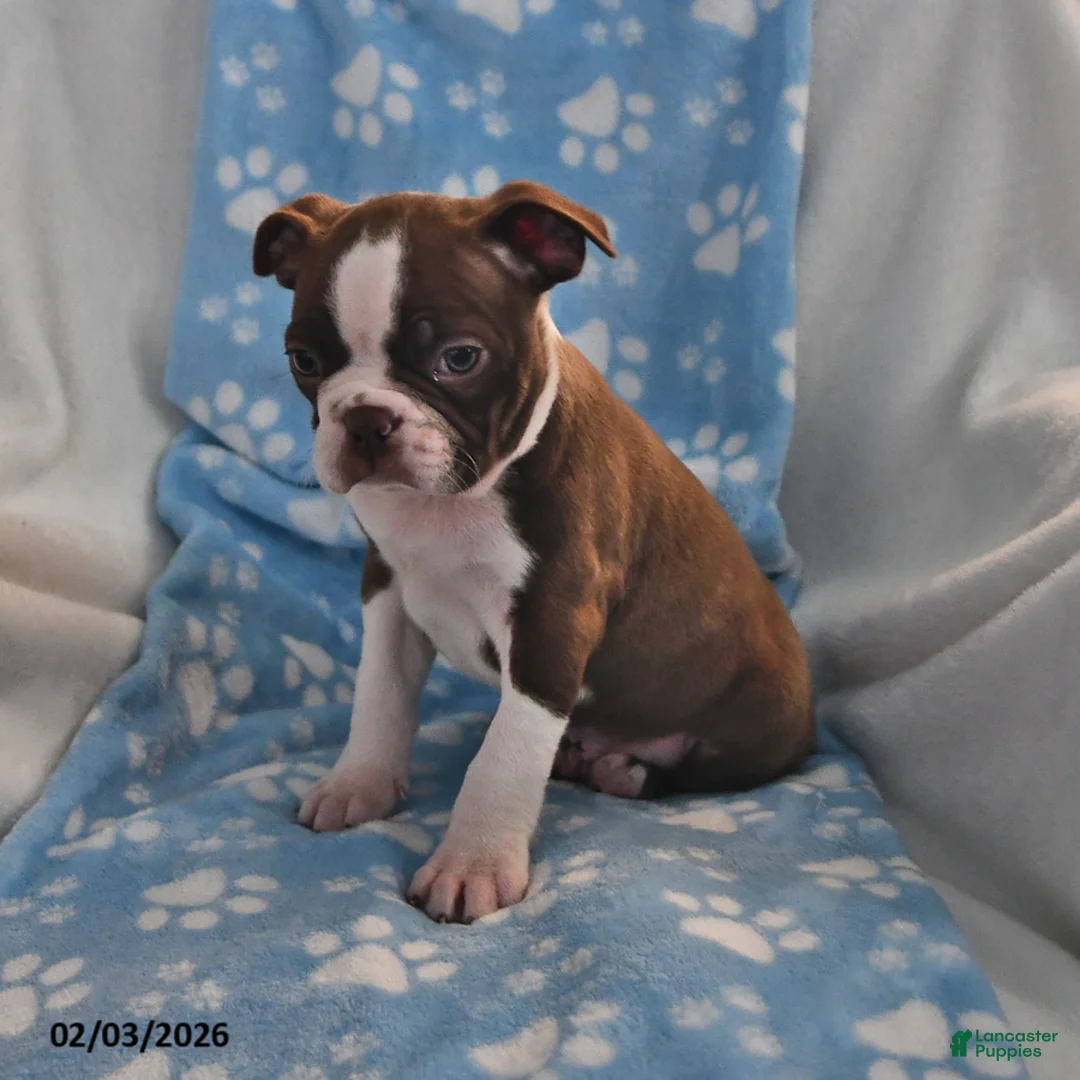 Boston Terrier dogs for sale: Jimmy - Ad 2