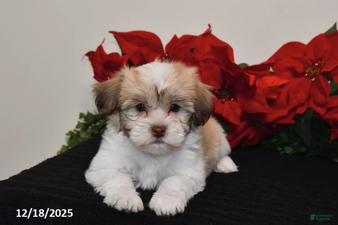 Havanese dogs for sale: Bailey - Ad 2
