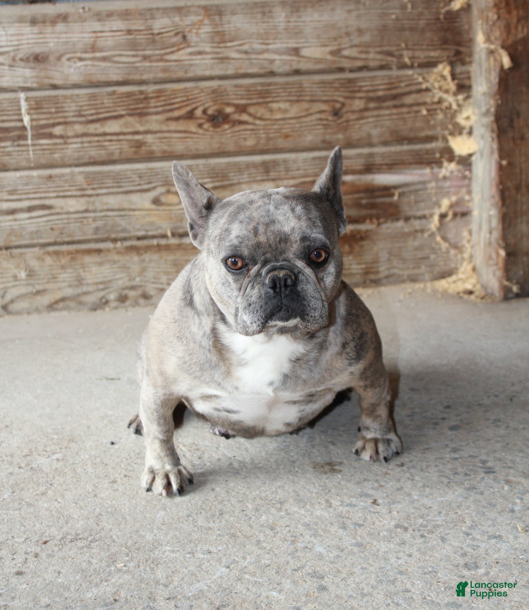 French Bulldog dogs Melody - Ad 2
