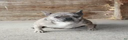 French Bulldog dogs for sale: Melody - Ad 2