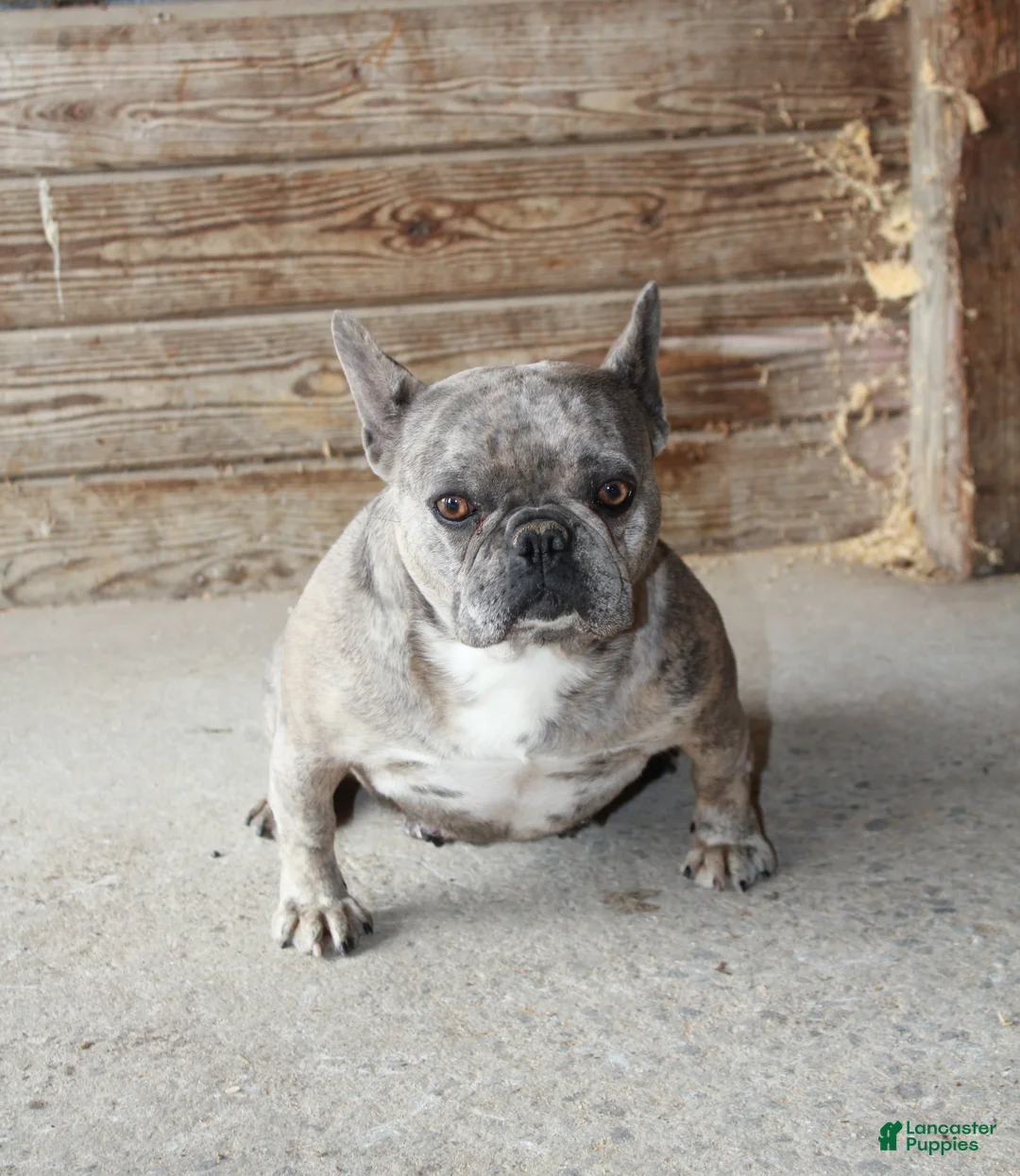 French Bulldog dogs for sale: Melody - Ad 2