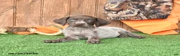 German Shorthaired Pointer dogs for sale: Stacie - Ad 4