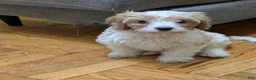 Cavapoo dogs for sale: Cavapoo Puppy 1 - Ad 2
